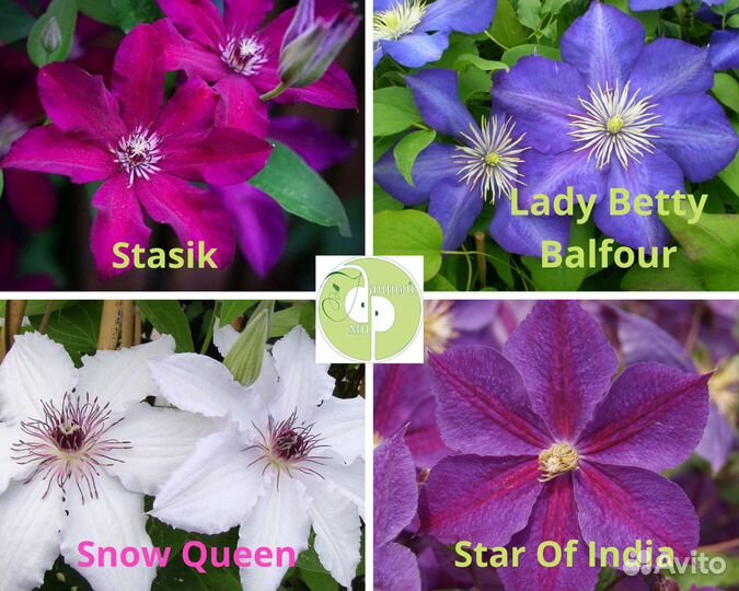 Клематисы