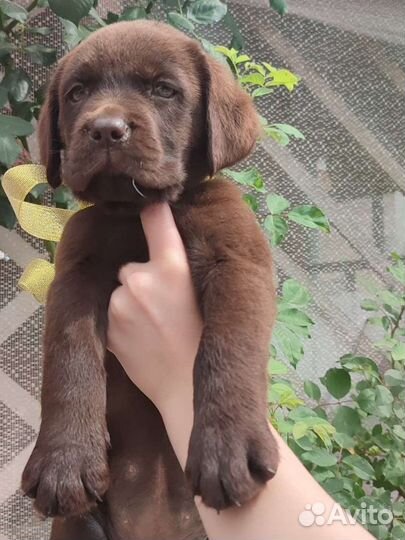 Лабрадор девочка и мальчишки