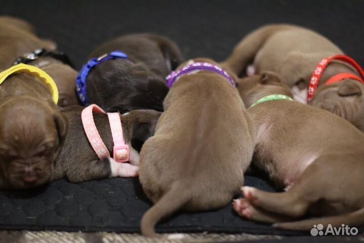 Щенки питбуля