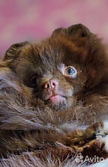 Щенки шпица