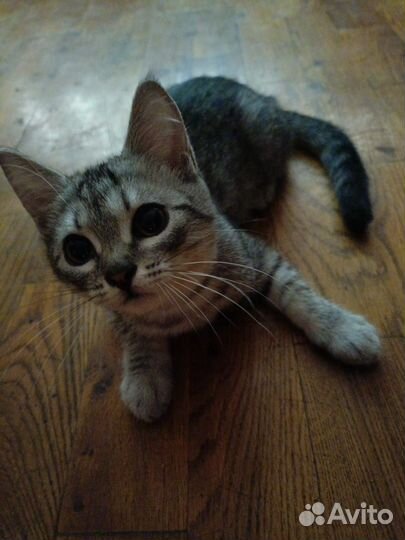 Тайская бесплатно