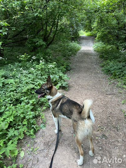 Выгул собак