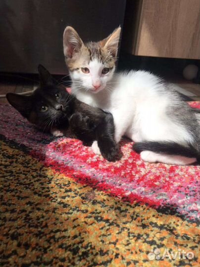 Котята, девочки в добрые руки