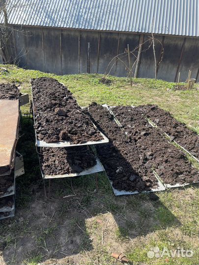 Вытопка мирва