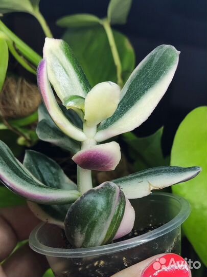 Суккуленты