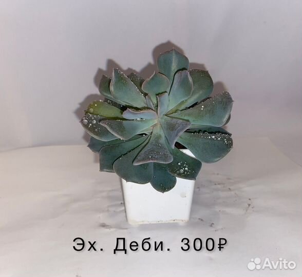 Echeveria Fiona, эх. Деби-суккуленты