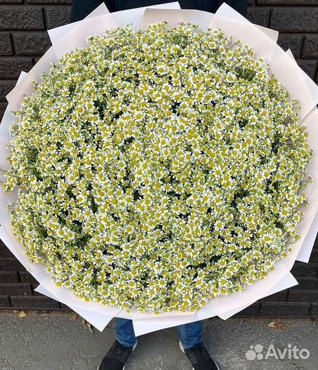 Цветы ромашки