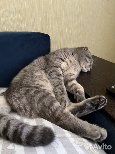 Шотландский кот вязка