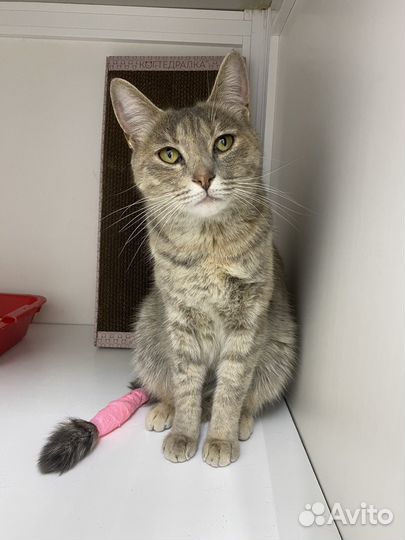 Кошка бесплатно