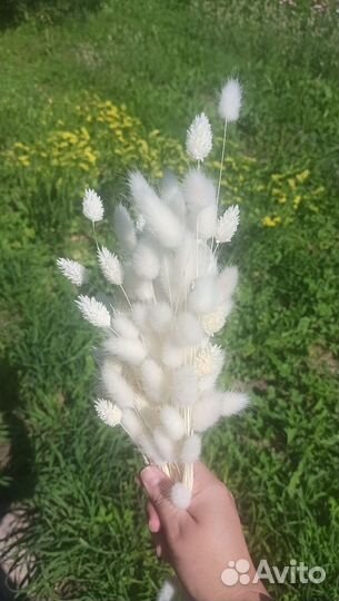 Сухоцветы лагурус (зайцехвост)