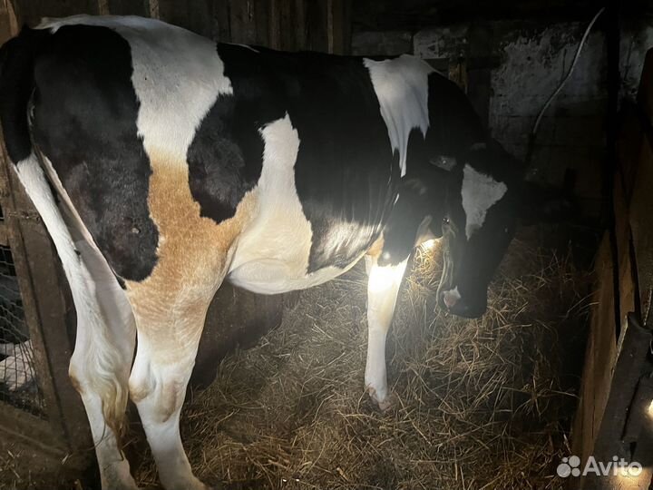 Нетель черно-пестрой