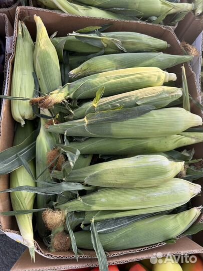 Кукуруза в початках