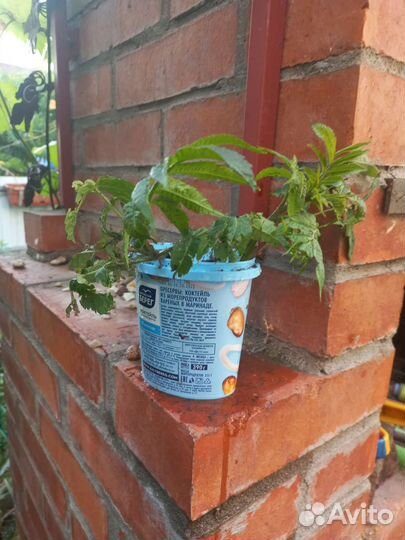 Саженцы сумах оленерогий