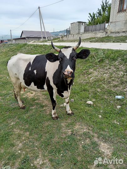 Корова дойная