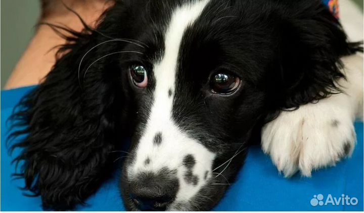 В добрые руки спаниель