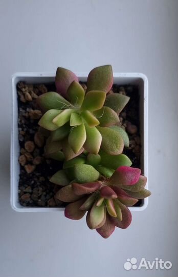 Суккуленты