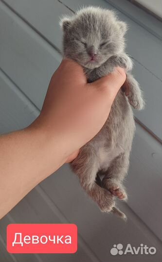 Шотландские котята