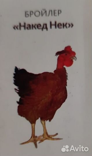 В продаже молодняк птицы