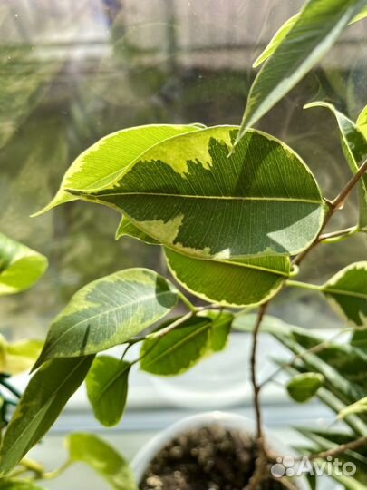 Фикус бенджамина пестролистный