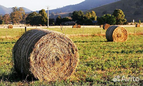 Продам сено в рулонах