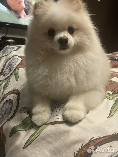 Померанский шпиц вязка