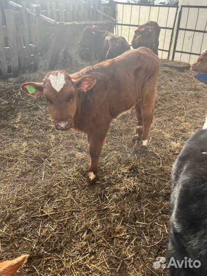 Отборные телята бычки быстрая доставка с выбором