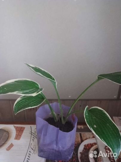 Хоста будет радовать глаз