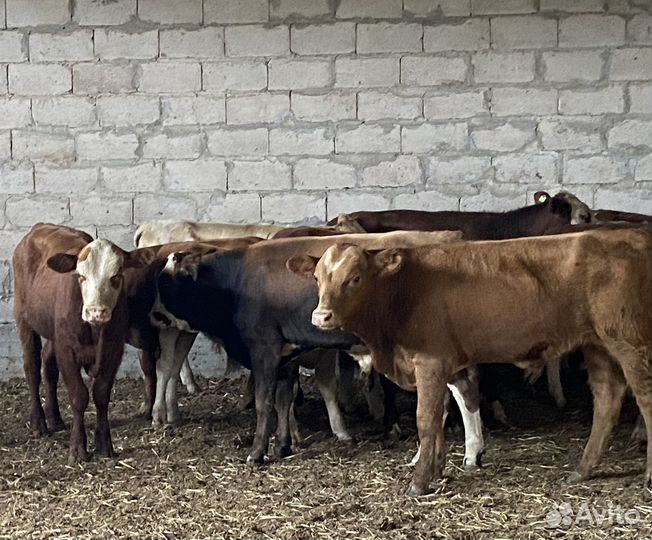 Продаются бычки