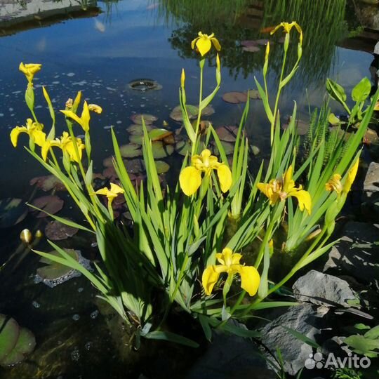 Водные растения