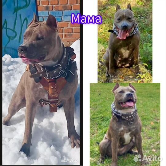 Щенок питбуля