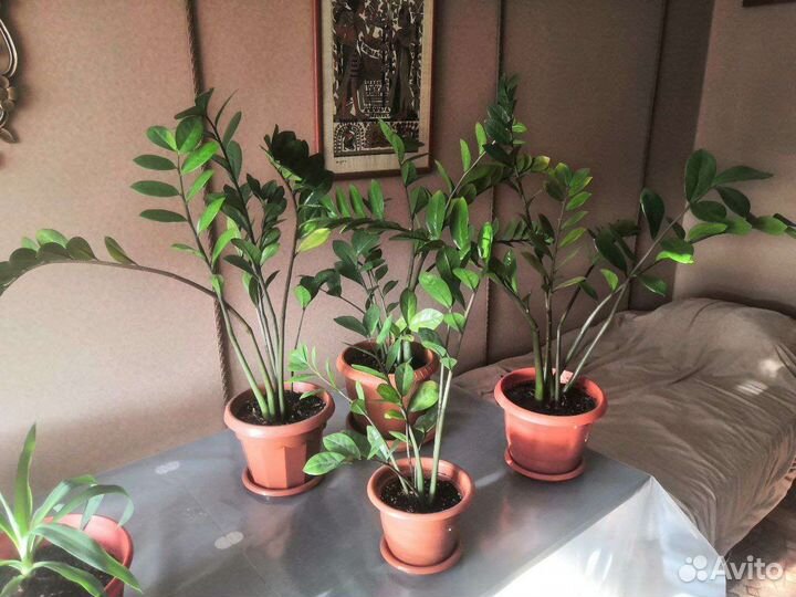 Замиокулькас, долларовое дерево