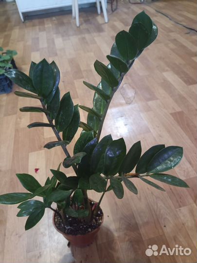 Растения для дома