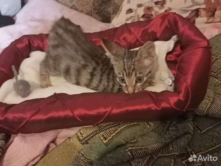 Милые котята