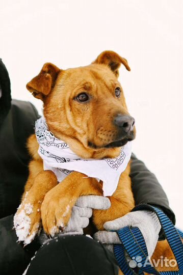 Трусишка Тибет в добрые руки