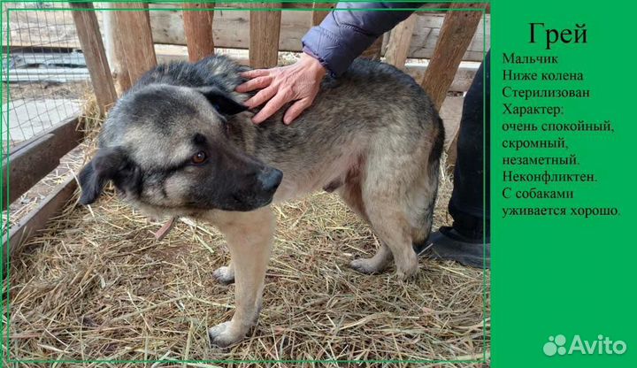 Собака Грей