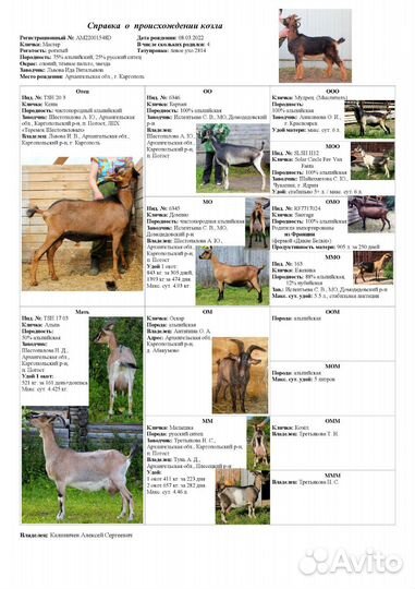 Продам. Козел альпийский