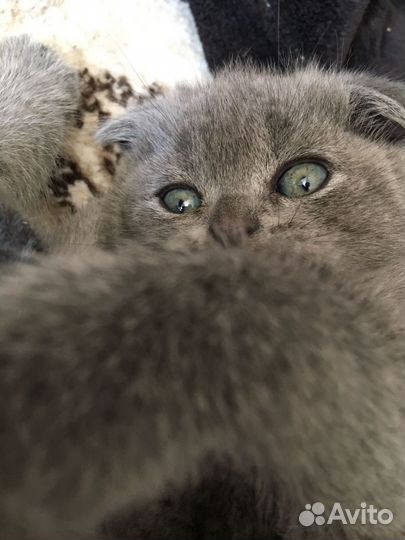 Британские котята