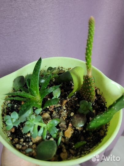 Флорариум суккуленты кактусы