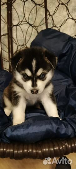 Щенки сибирской хаски