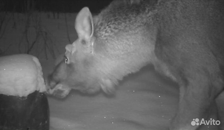 Фотоловушка