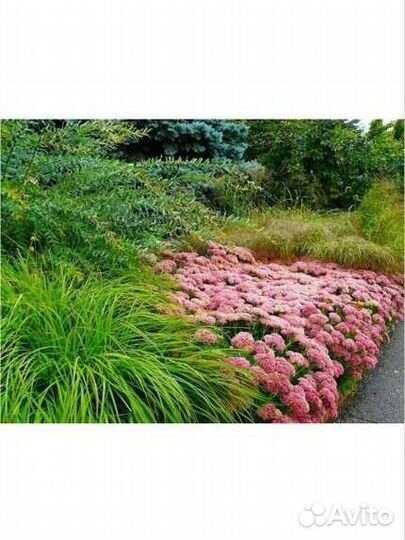 Растения садовые