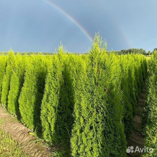 Туя смарагд