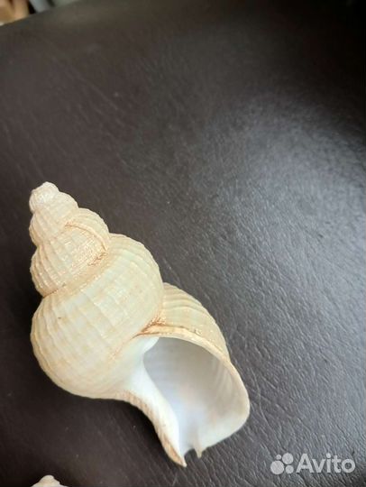 Ракушки набором