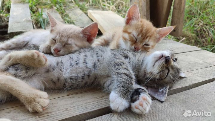 Котята в добрые руки