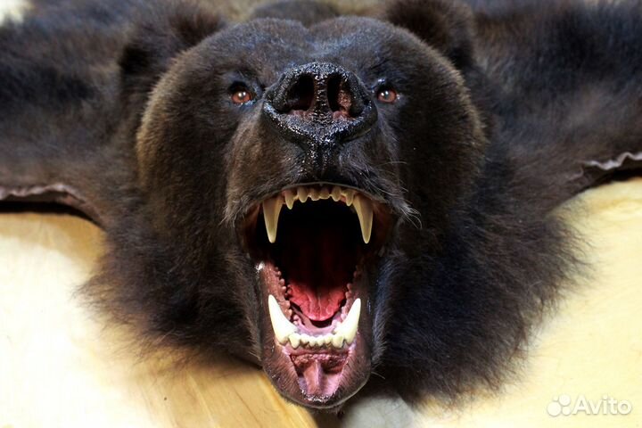 Таксидермия Изготовление чучел птиц и зверей