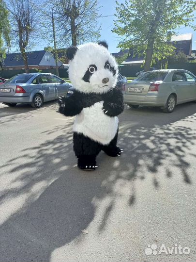 Поздравление от Белого медведя, панды, зайки