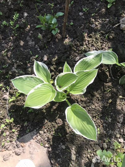 Хосты, ирисы, флокс растрепаный, ромашка, спирея