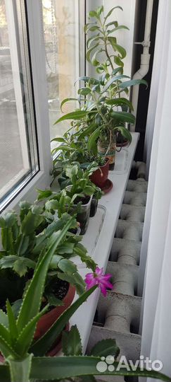 Каланхоэ, алоэ