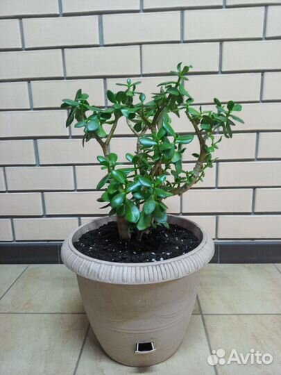 Крассула толстянка