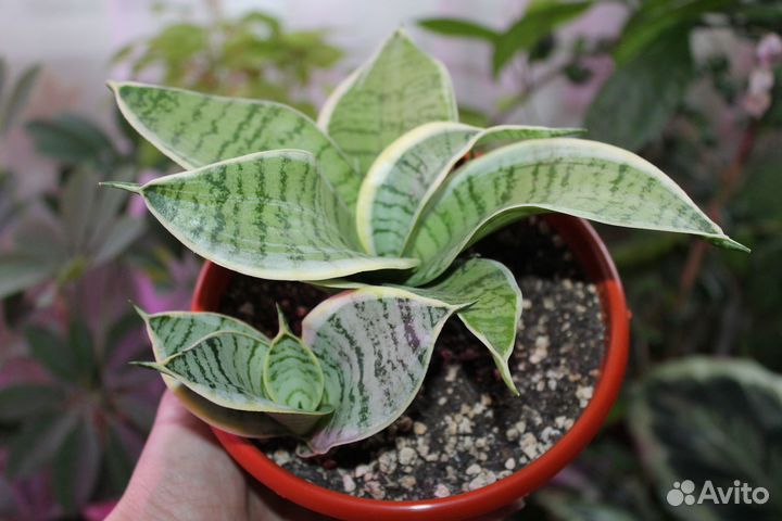 Сансевиерия Ханни крем и другие